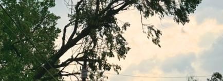 fallen tree onto a power line