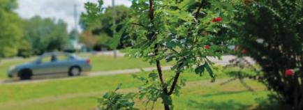 tree seedling held up for illustration